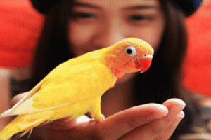 brid